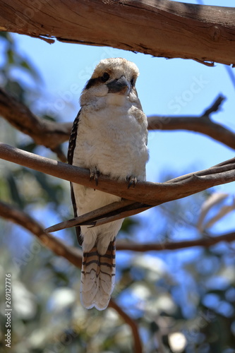 kookaburra