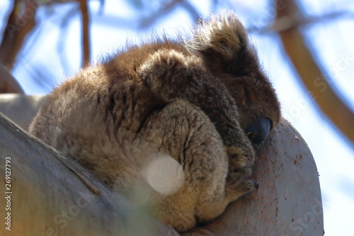 Photography koala