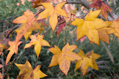 Otoño, hojas secas de árbol caduco