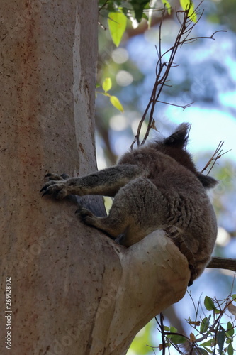 Canvas Print koala