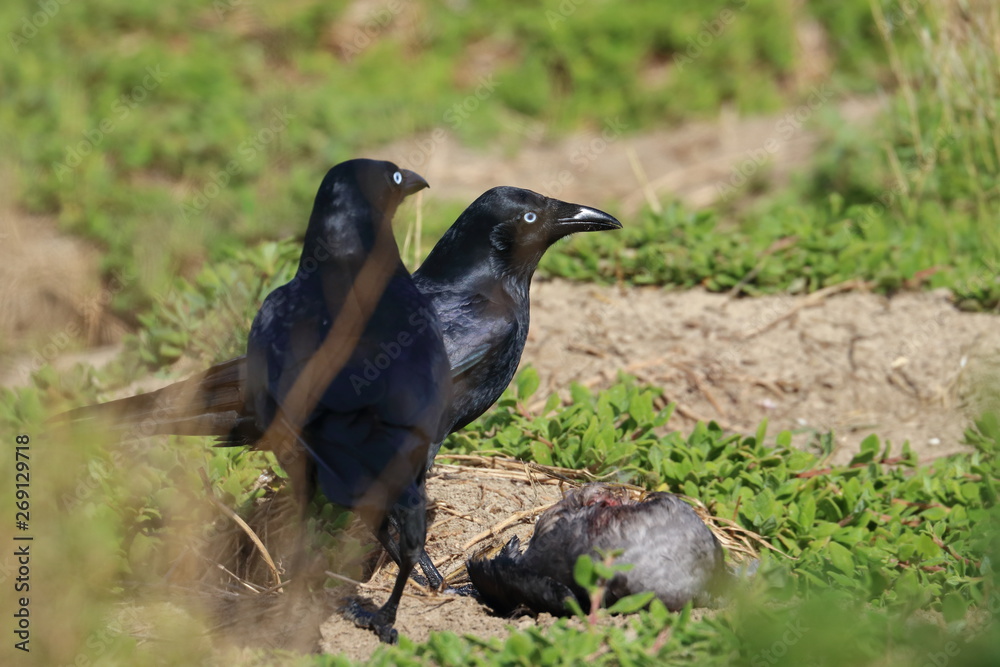 scavenging crow