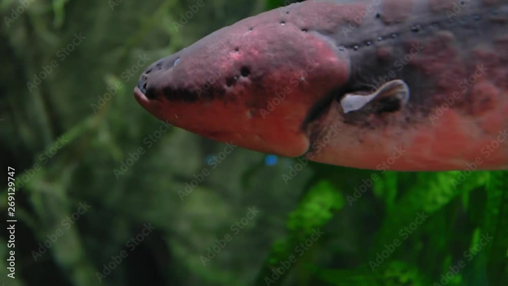 custom made wallpaper toronto digitalElectric Eel Close-up Electrophorus Electricus