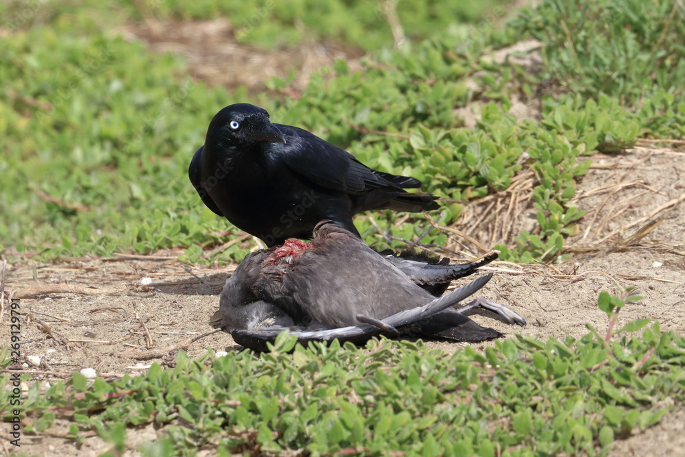 Obraz premium scavenging crow