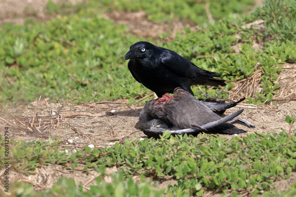 Obraz premium scavenging crow