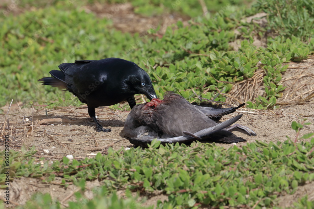 Obraz premium scavenging crow