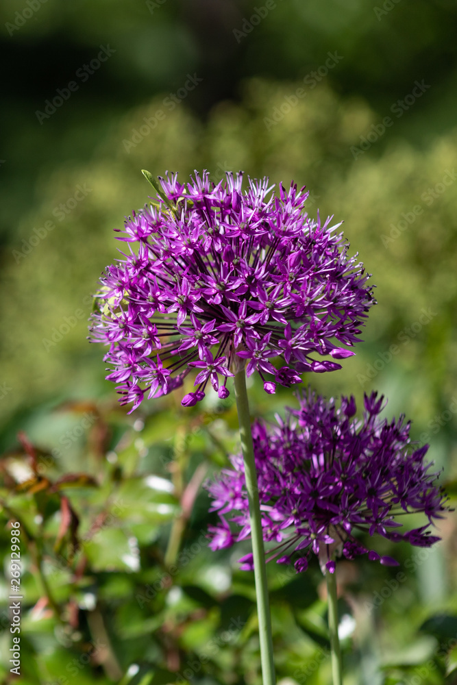 Close-up of unusual beautiful onion flowers on a summer field. Alley allium giganteum . Close-up of unusual beautiful onion flowers on a summer field. Alley allium giganteum .