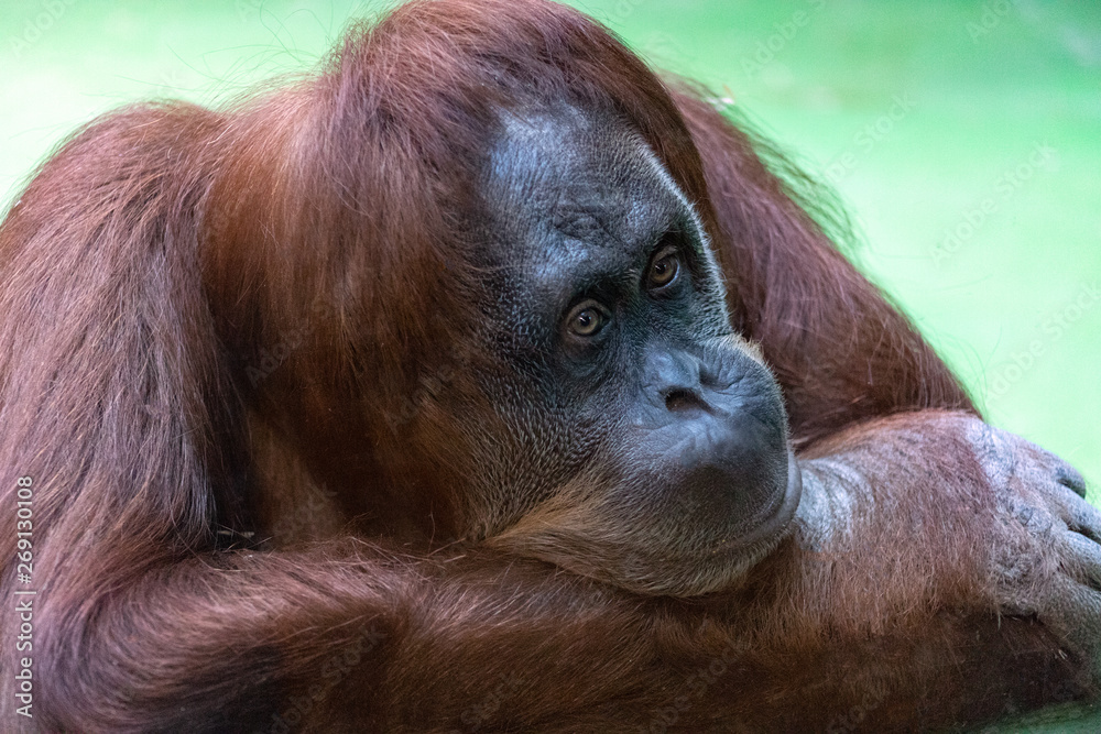 Fototapeta premium portrait of a pensive orange orangutan with a funny face lazily watching what is happening,