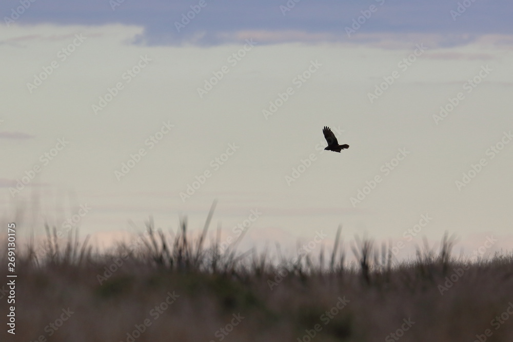 swamp harrier