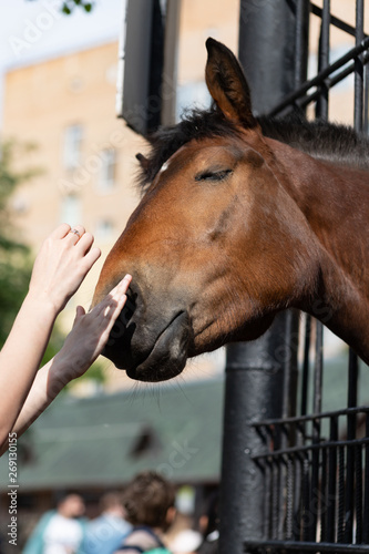 Arm child strokes horses after snout.