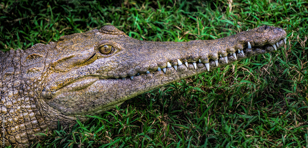 Fototapeta premium Australian fesh water crocodile showing its long snout with teeth exposed. 
