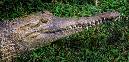 Australian fesh water crocodile showing its long snout with teeth exposed. 