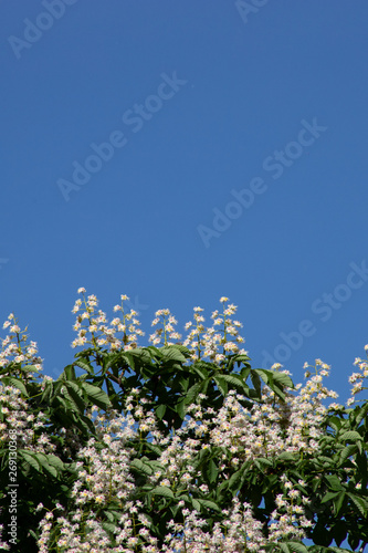 Beautiful branches with white horse chestnut flowers and green leaves against the blue sky photo