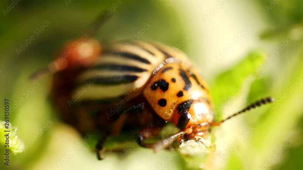 two striped colorado beetles mate on potato leaf two striped colorado beetles mate on potato leaf