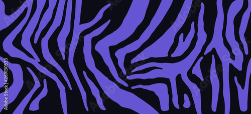 Zebra skin, stripes pattern. Animal print. Black and blue background. Vector texture.