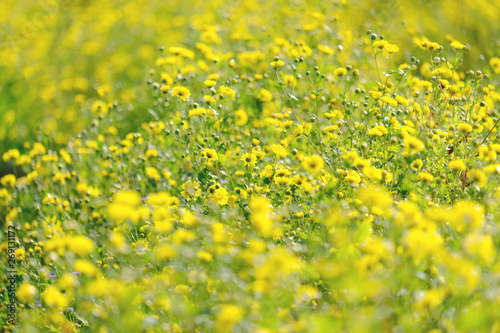 Yellow Chrysanthemum flowers bloom in the garden © gexphos