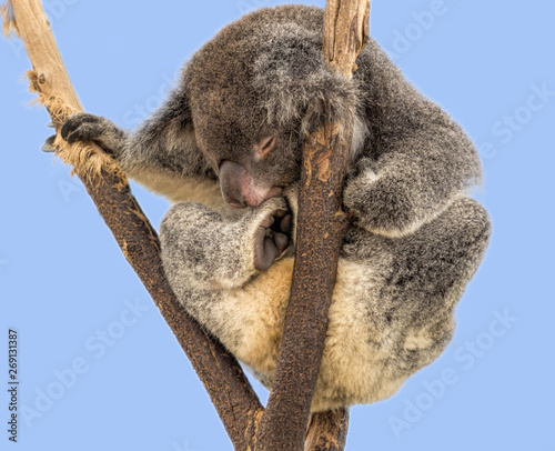 Photography A sleeping koala in a very funny position up a bare tree.