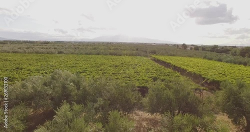 Drone flying over incredible italian wineyards photo