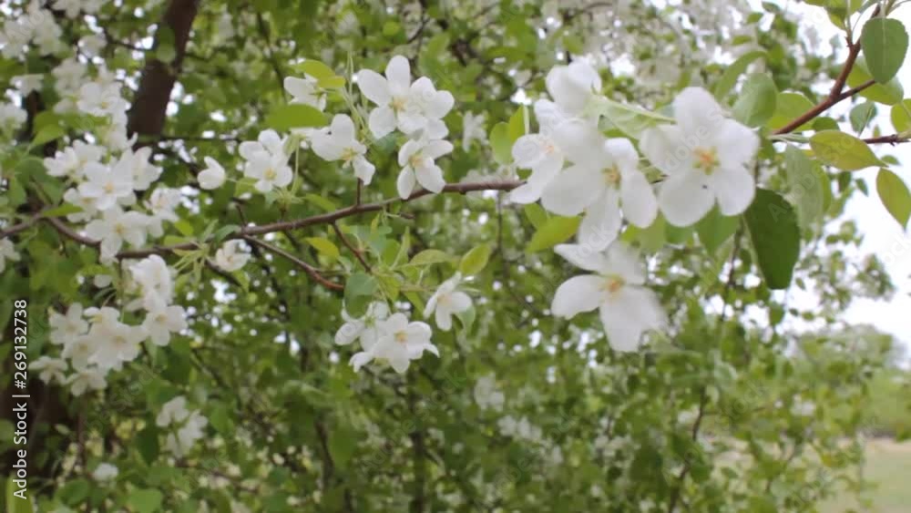 White flowers and strong wind in a garden White flowers and strong wind in a garden