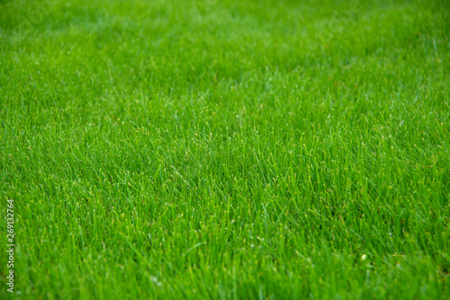 Green grass on field. Background image. Texture