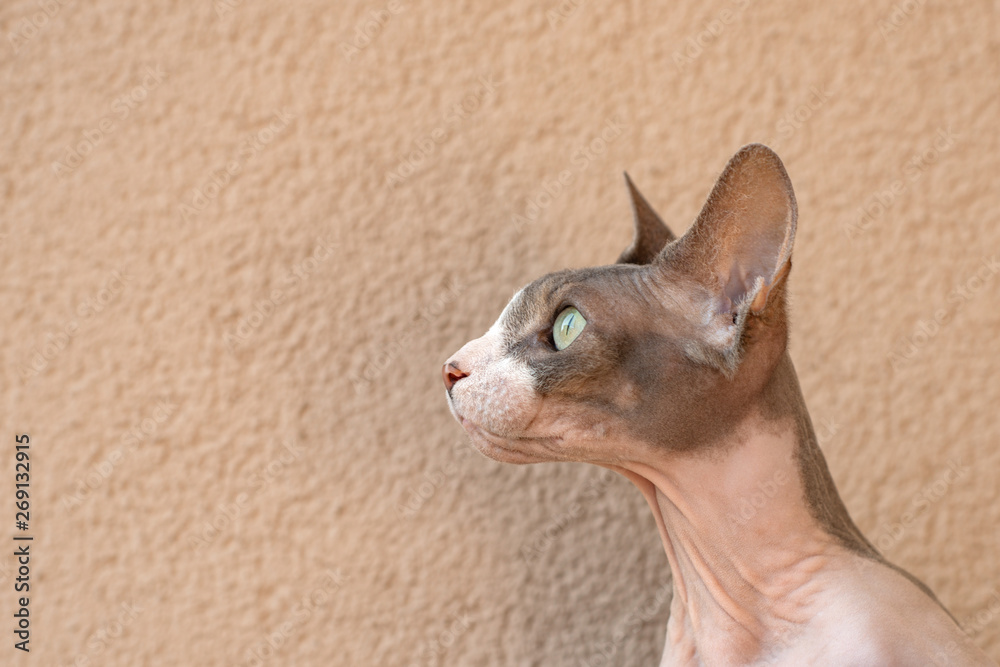 Profile close up portrait of pet of the Canadian Sphynx cat against beige wall