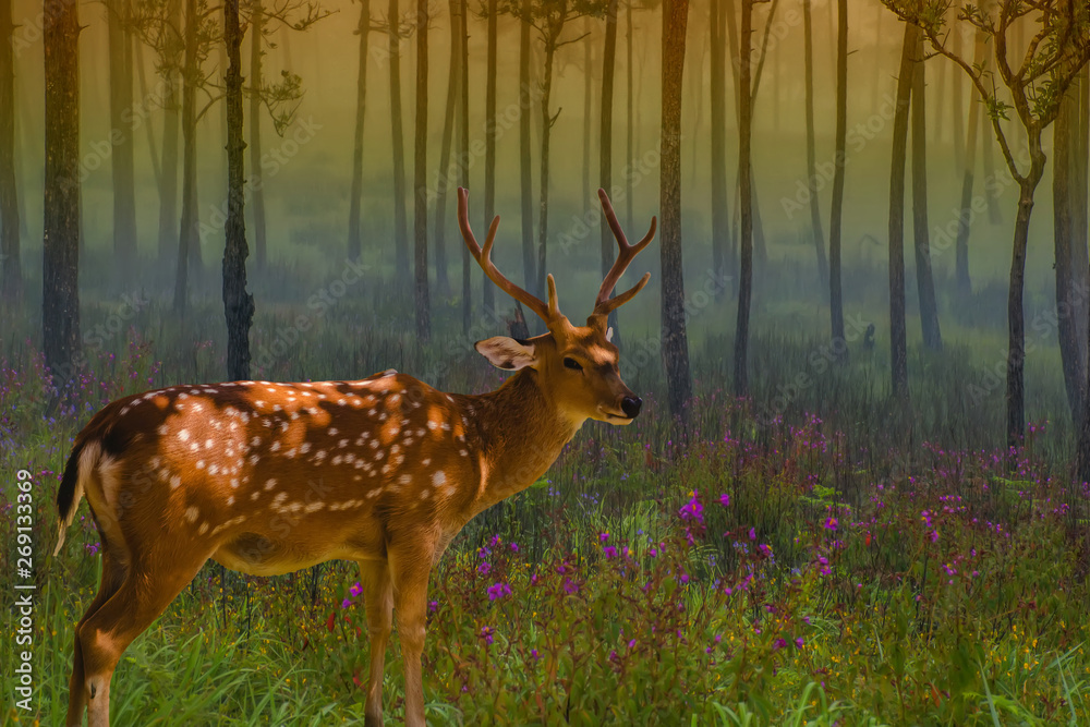 Chital deer. Chital deer or spotted deer standing in nature Chital deer. Chital deer or spotted deer standing in nature