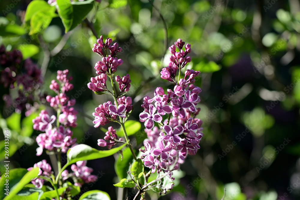 Flowering lilac bushes in the spring garden on a bright sunny day Flowering lilac bushes in the spring garden on a bright sunny day