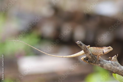 chameleon