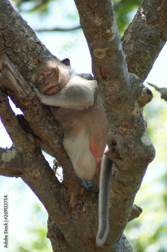 Monkey
