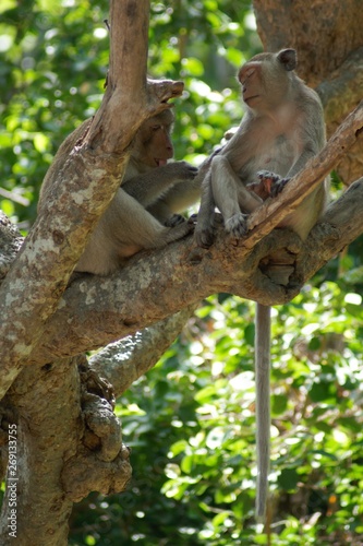 Monkey