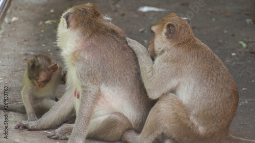 Monkey