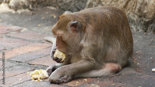 Monkey