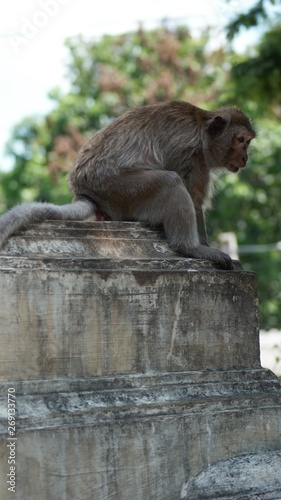 Monkey