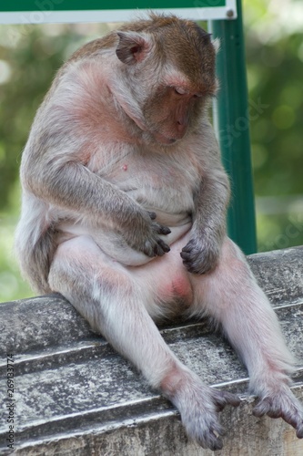 Monkey