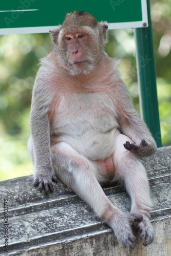 Monkey