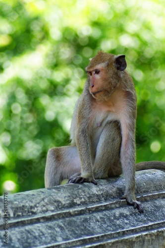 Monkey