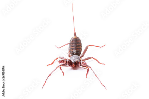 Whip Scorpion Isolated on White Background