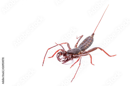 Whip Scorpion Isolated on White Background © skynet