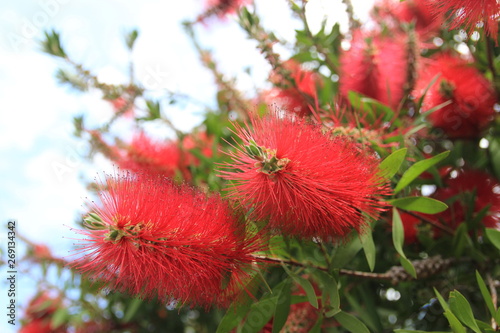 Close up view of red bottle brush flowers, blurred background of the bush with green leaves and blue sky