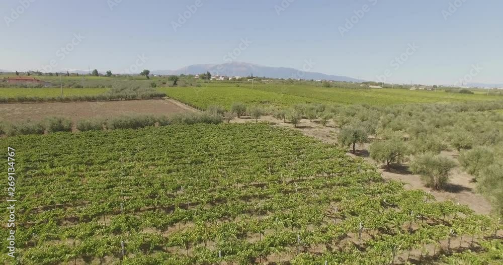 Drone flying over incredible italian wineyards Drone flying over incredible italian wineyards