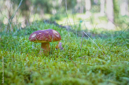 Edible mushroom boletus Boletus edulis growing in the coniferous forest. Brown mushroom grows in the dry woods among the moss. Forest mushroom on a blurred background. Suitable for website, catalog.