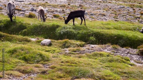 A herd of free roaming wild reindeer foraging and feeding on grass on the tundra of the Braeriach plateau in the Cairngorm Mountains in the Scottish Highlands in summer. Filmed in slow motion. photo