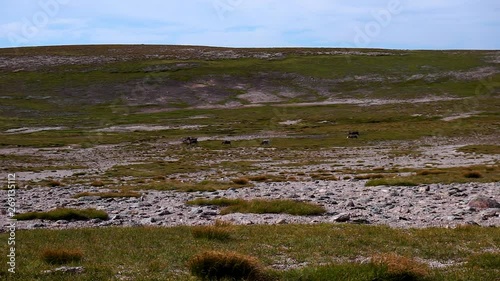 A herd of free roaming wild reindeer foraging and feeding on grass on the tundra of the Braeriach plateau in the Cairngorm Mountains in the Scottish Highlands in summer. photo