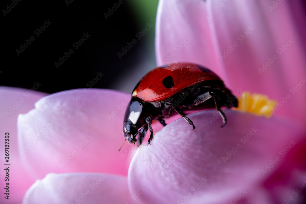 Obraz premium ladybug on leaf going around 