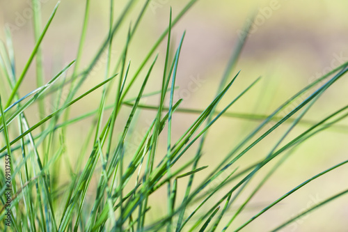 Summer background. Fresh green grass ears of corn in the garden. Horizontal photography