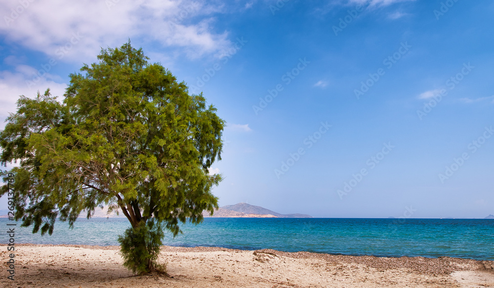 Isolated tree on the beach against a beautiful blue sky