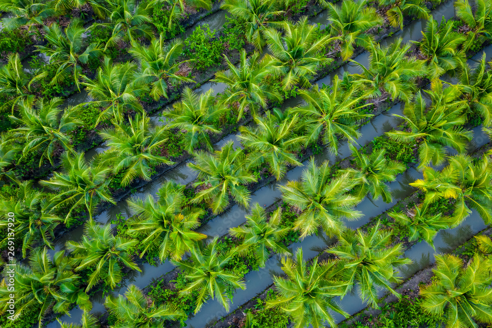 Fototapeta premium oil palm plantation or coconut green field agricultural industry farm in Thailand