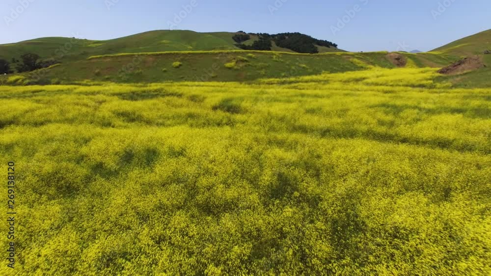 yellow mustard wildflowers exploding all over large field in the California springtime yellow mustard wildflowers exploding all over large field in the California springtime