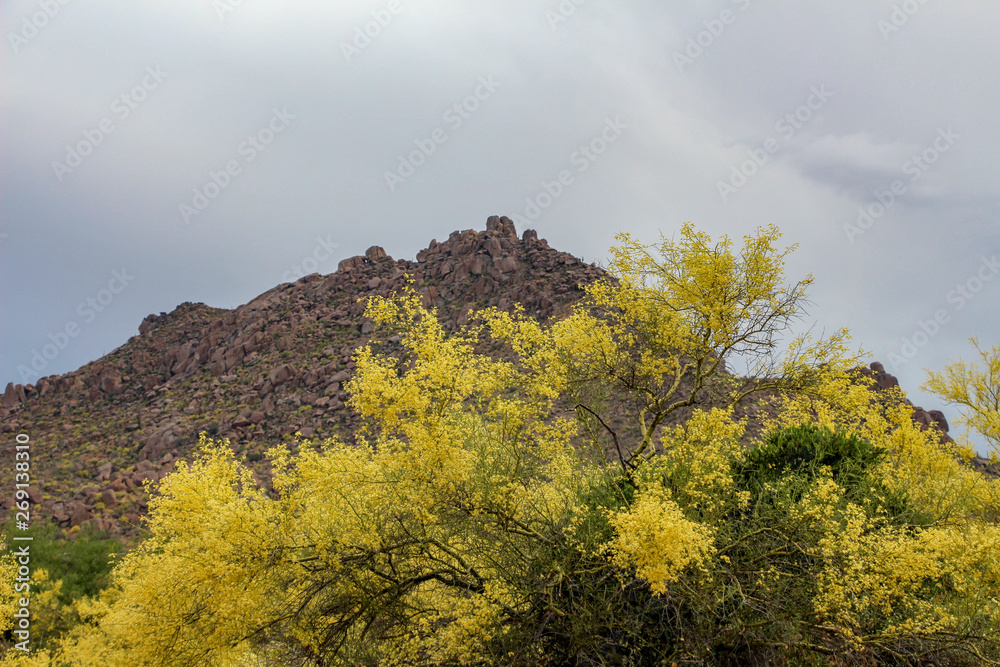 Blooming Palo Verde Trees and mountain view in Scottsdale Arizona