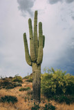 Lone saguaro in the Sonoran Desert before a storm