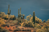 Saguaros in the dark sky in the Scottsdale Desert